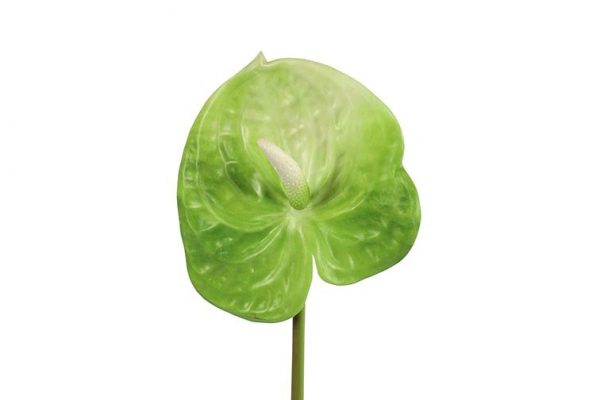 Anthurium lime h 61 cm